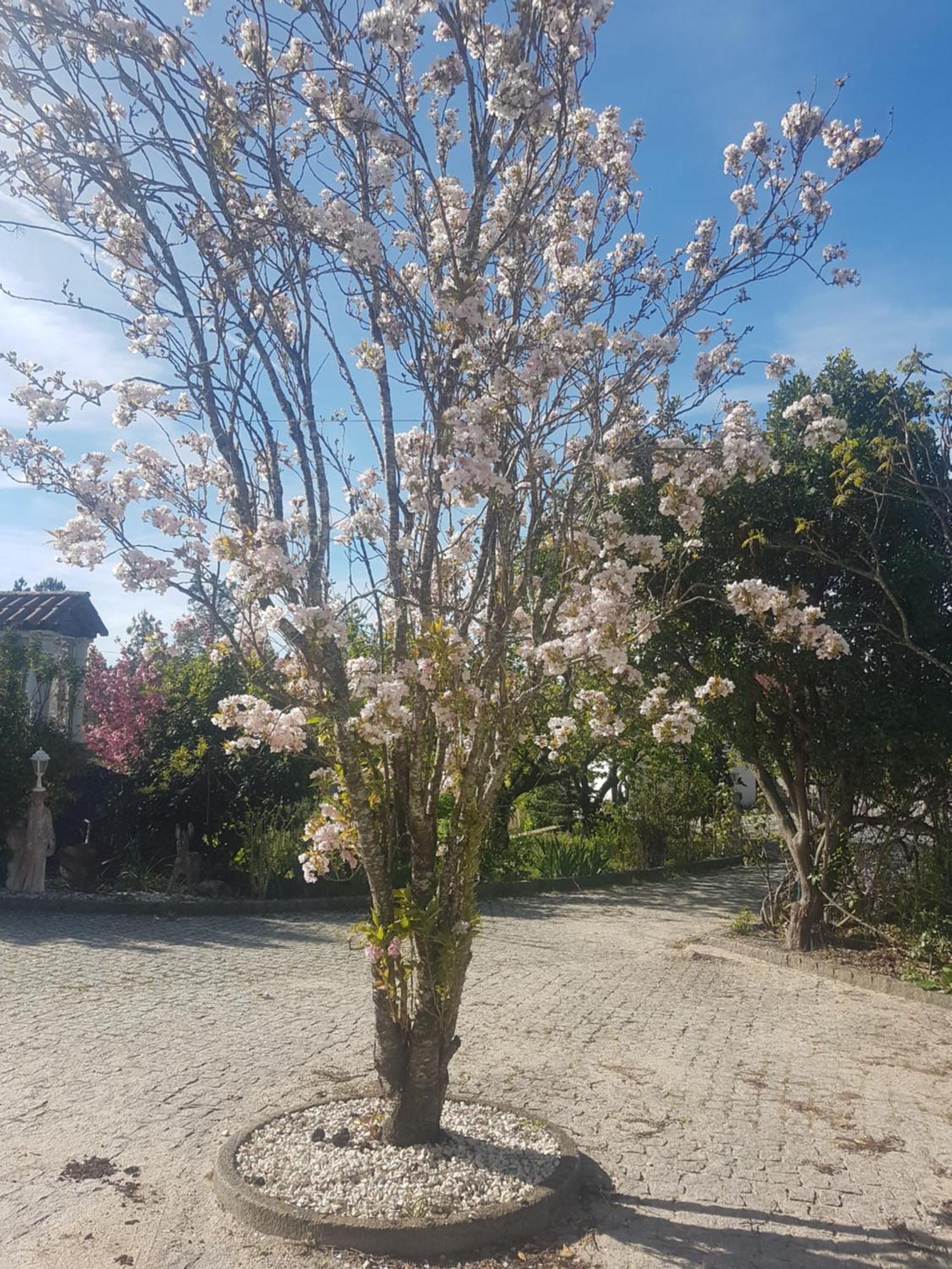 Cantinho Das Barrocas Penalva do Castelo Exterior photo